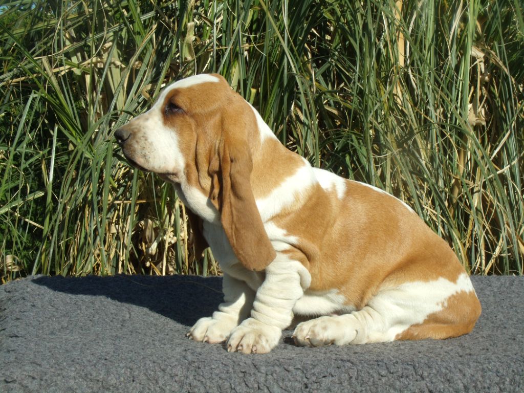 Du Domaine Du Bois Dore - Chiots disponibles - Basset Hound