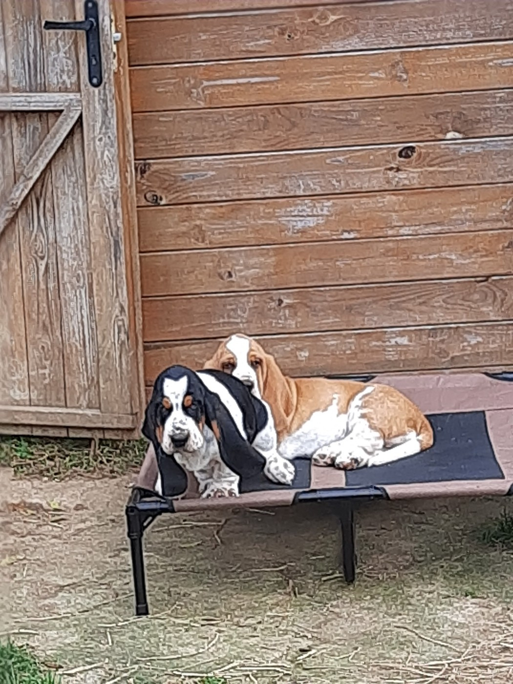 Chiot Basset Hound Du Domaine Du Bois Dore