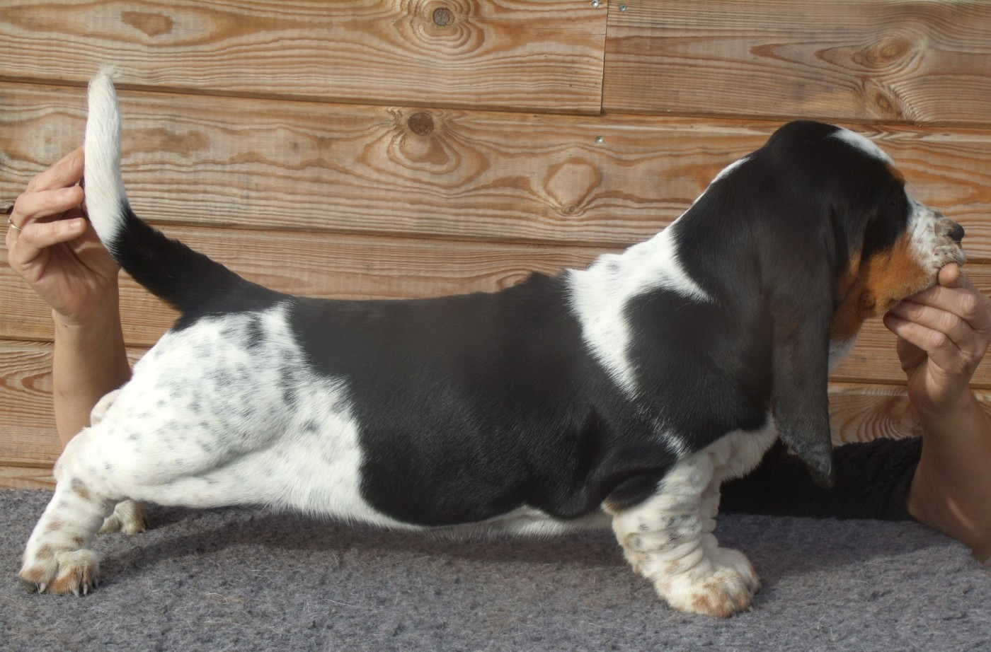 Du Domaine Du Bois Dore - Chiots disponibles - Basset Hound