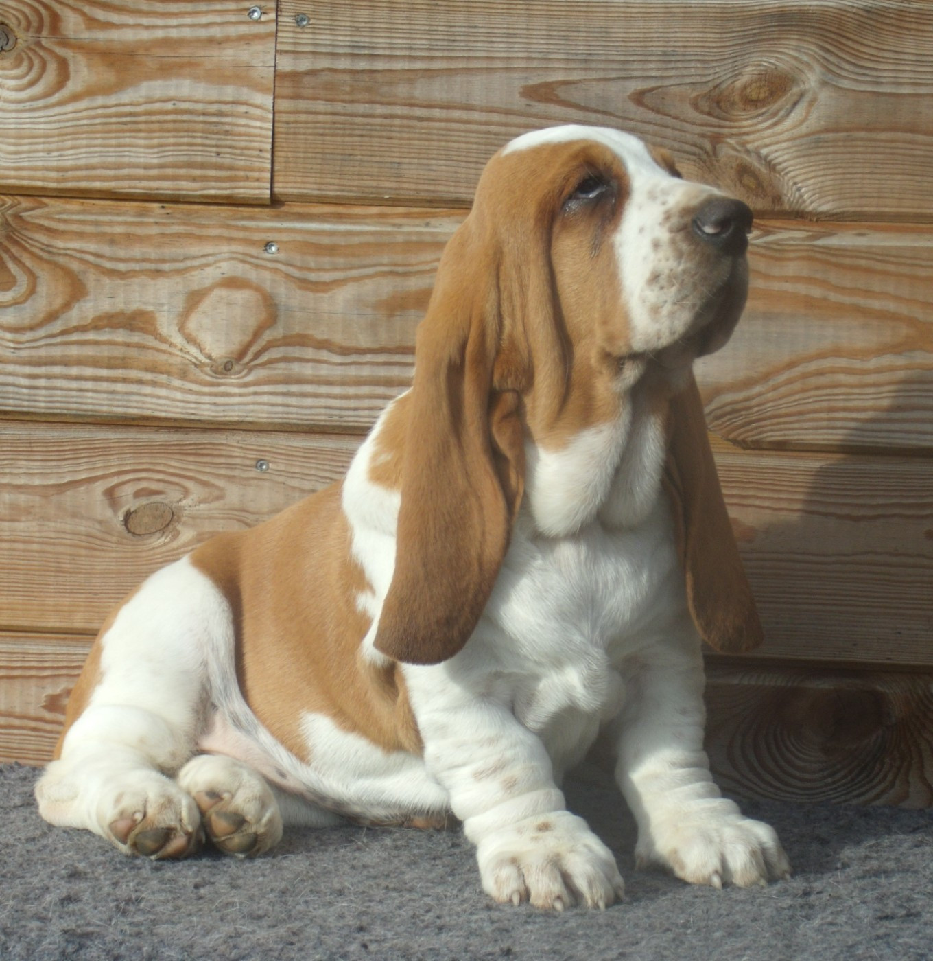 Du Domaine Du Bois Dore - Chiots disponibles - Basset Hound