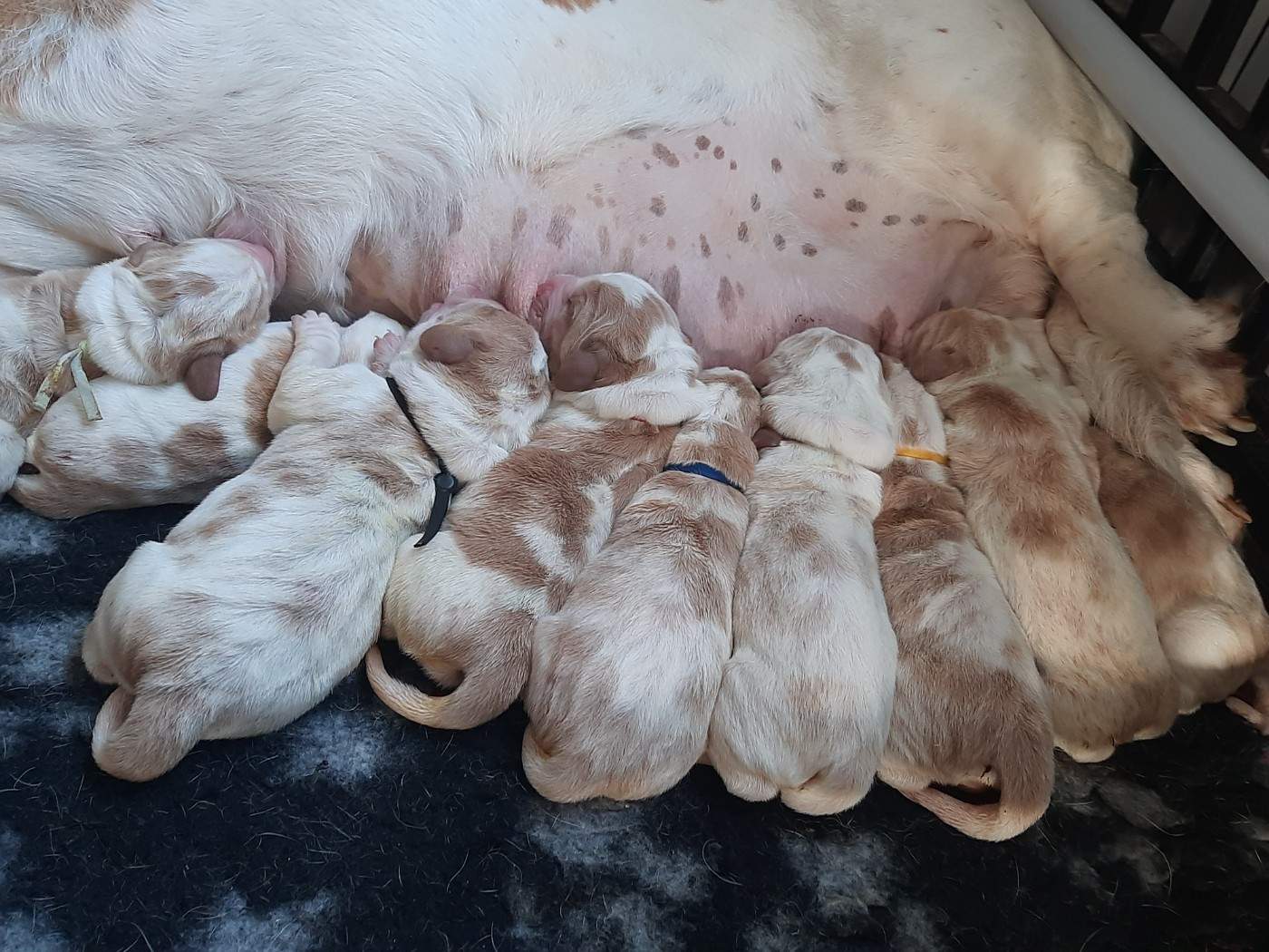 Chiot Basset Hound Du Domaine Du Bois Dore