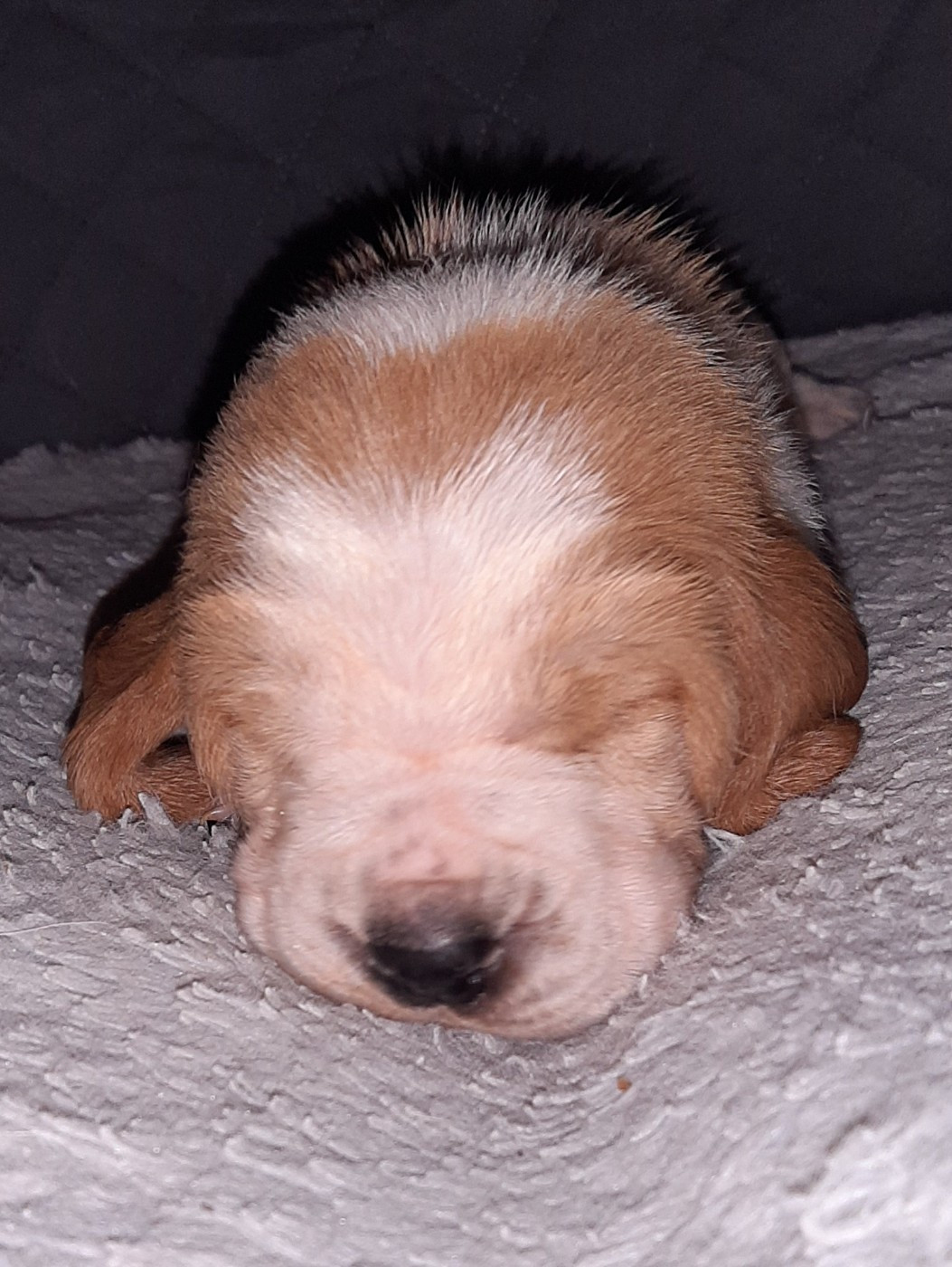 Du Domaine Du Bois Dore - Chiots disponibles - Basset Hound