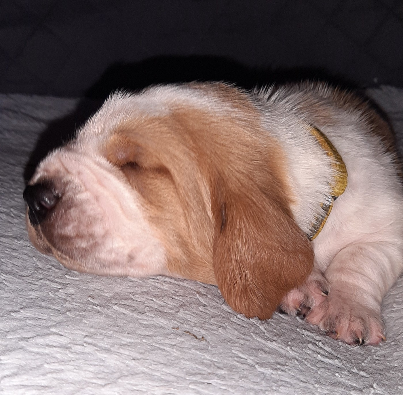 Du Domaine Du Bois Dore - Chiots disponibles - Basset Hound