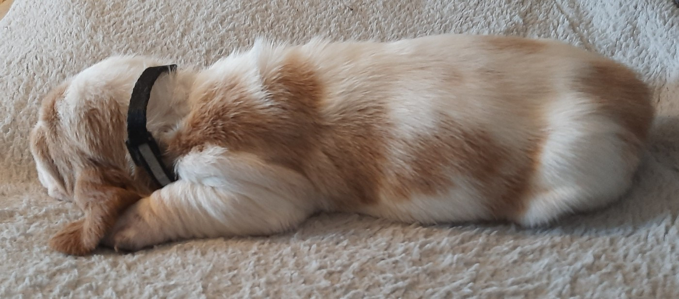 Du Domaine Du Bois Dore - Chiots disponibles - Basset Hound