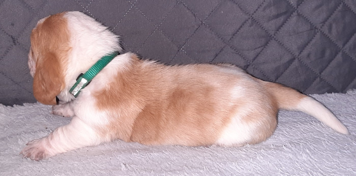 Du Domaine Du Bois Dore - Chiots disponibles - Basset Hound