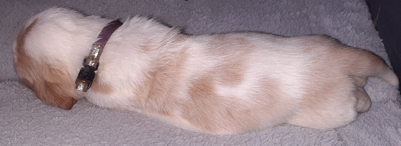 Du Domaine Du Bois Dore - Chiots disponibles - Basset Hound