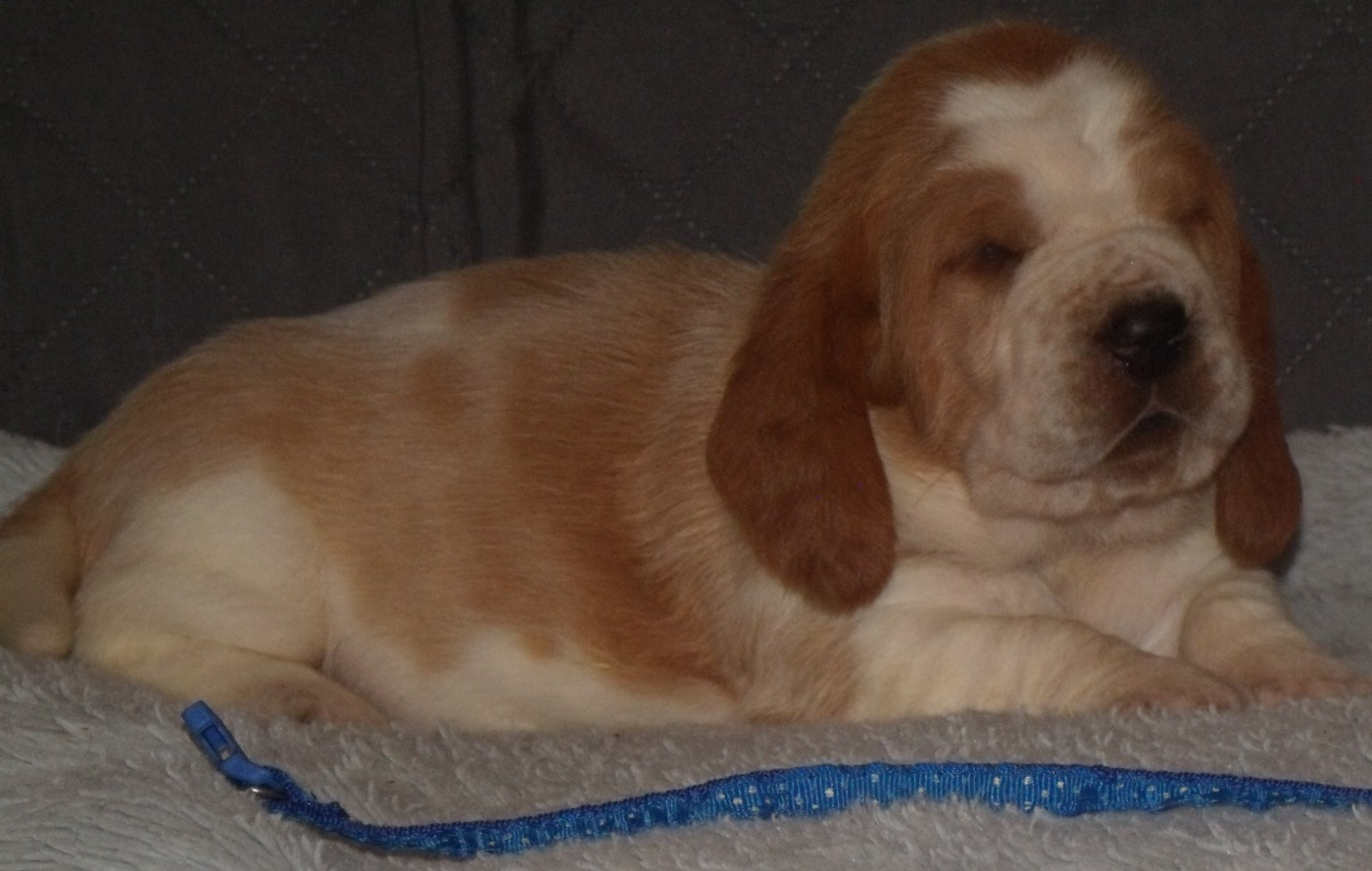 Du Domaine Du Bois Dore - Chiots disponibles - Basset Hound