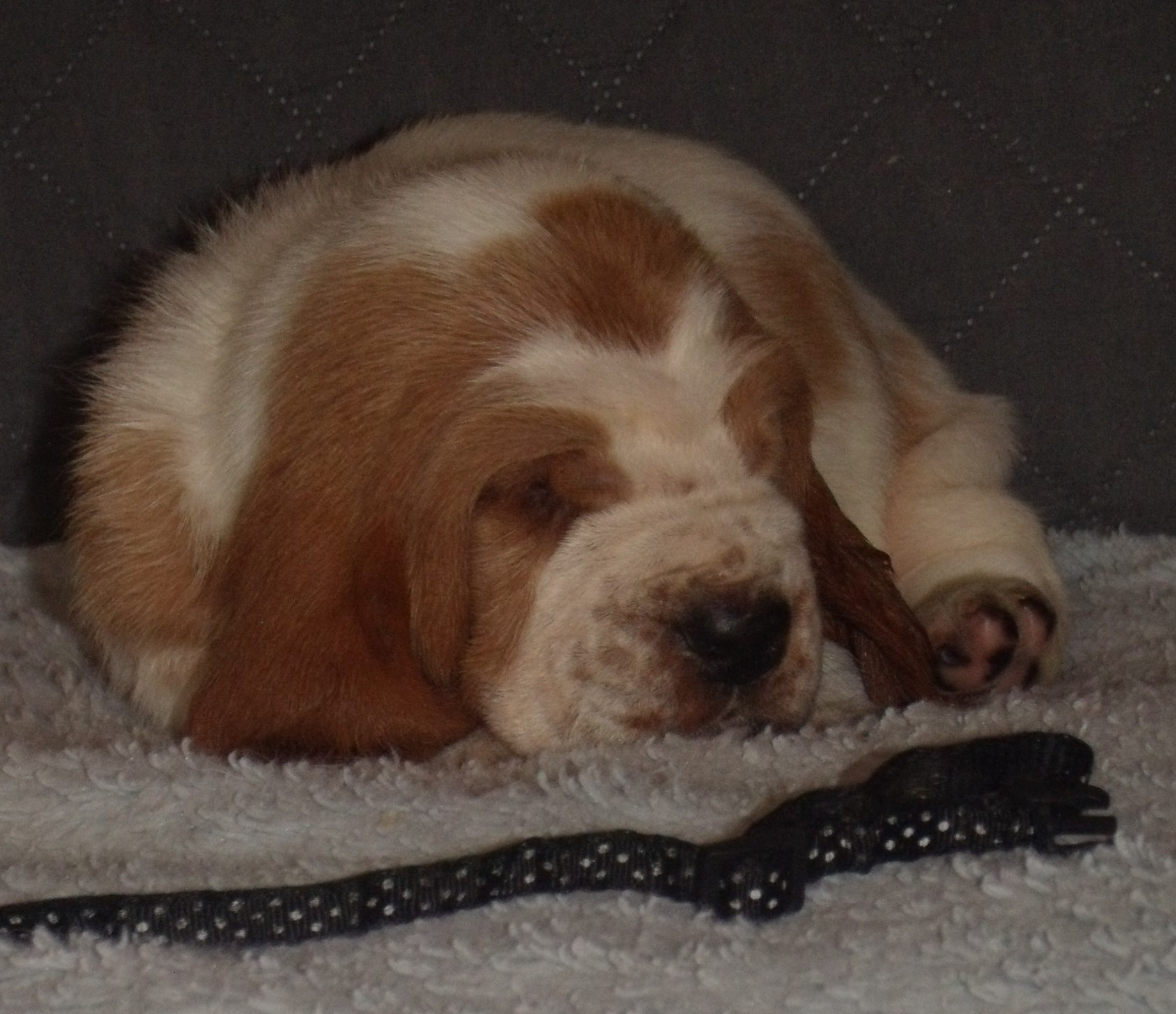 Du Domaine Du Bois Dore - Chiots disponibles - Basset Hound