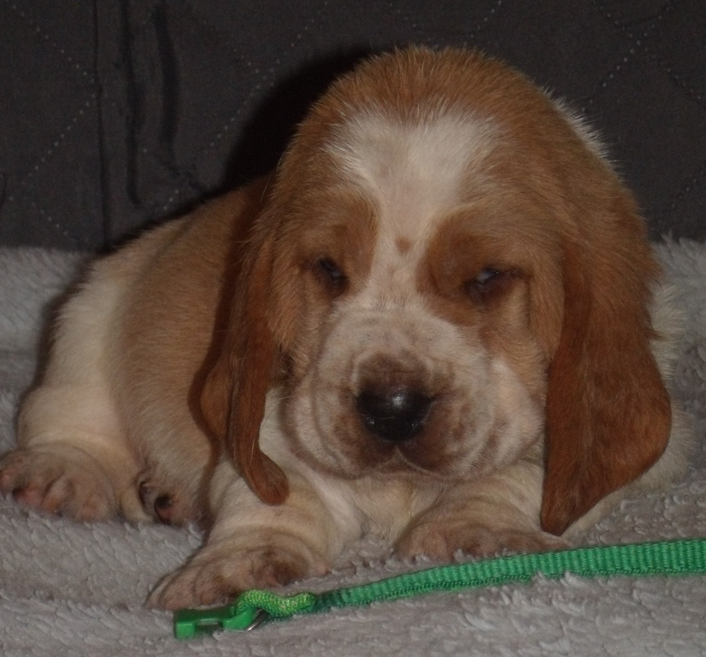 Du Domaine Du Bois Dore - Chiots disponibles - Basset Hound
