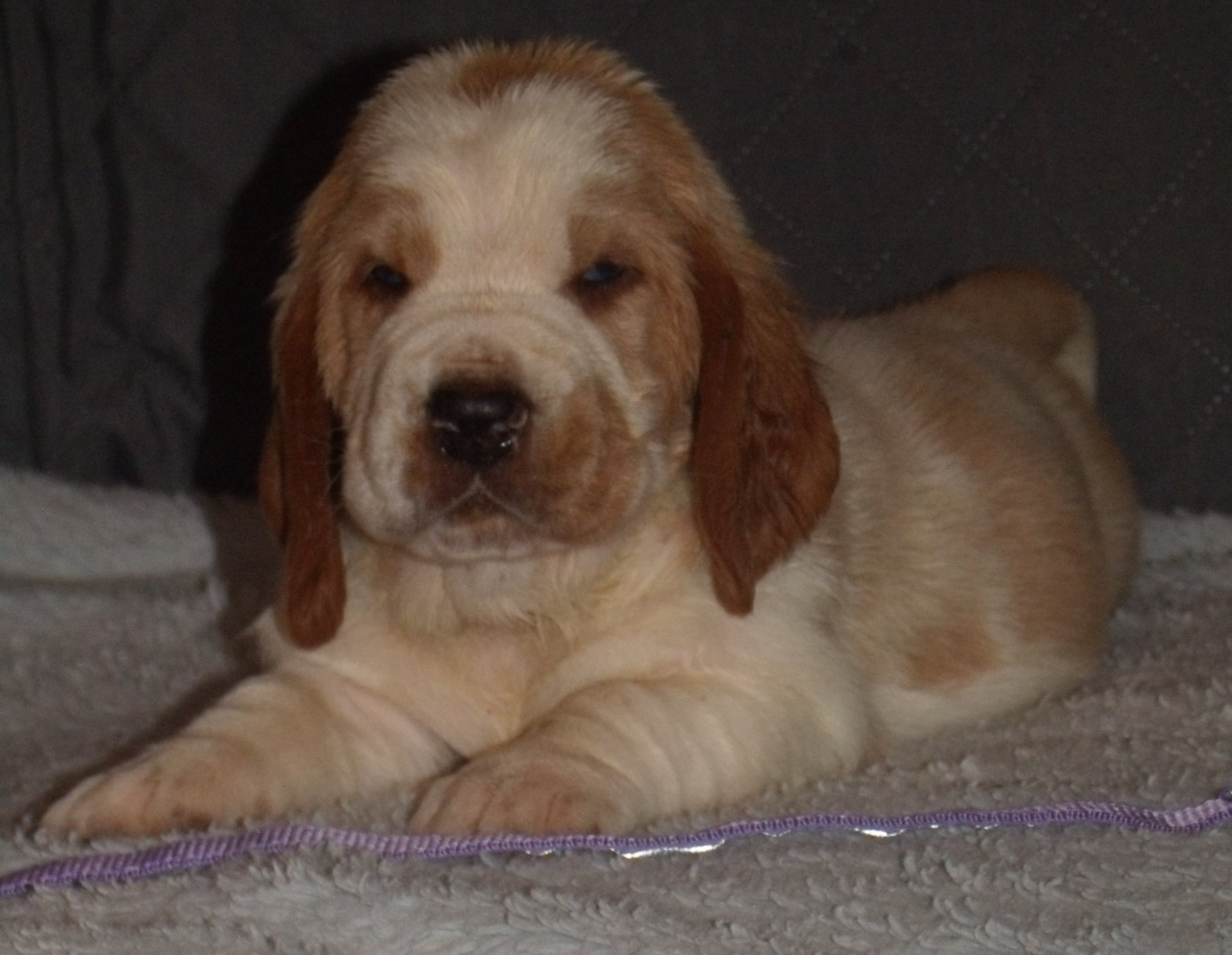 Du Domaine Du Bois Dore - Chiots disponibles - Basset Hound