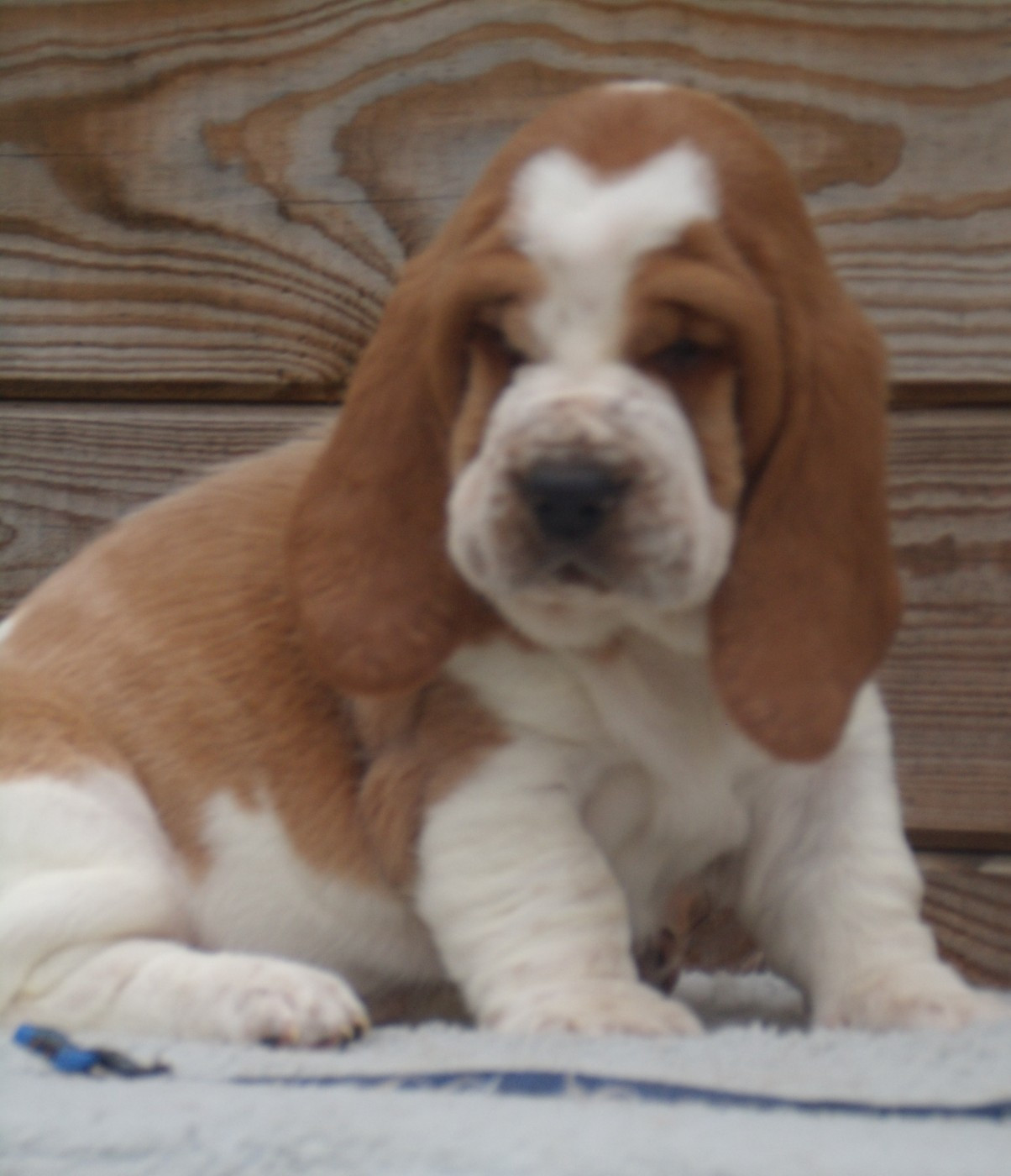 Du Domaine Du Bois Dore - Chiots disponibles - Basset Hound