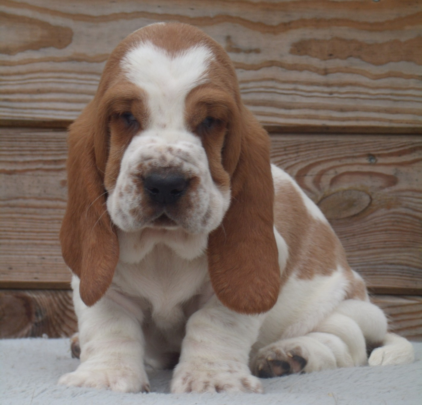 Du Domaine Du Bois Dore - Chiots disponibles - Basset Hound