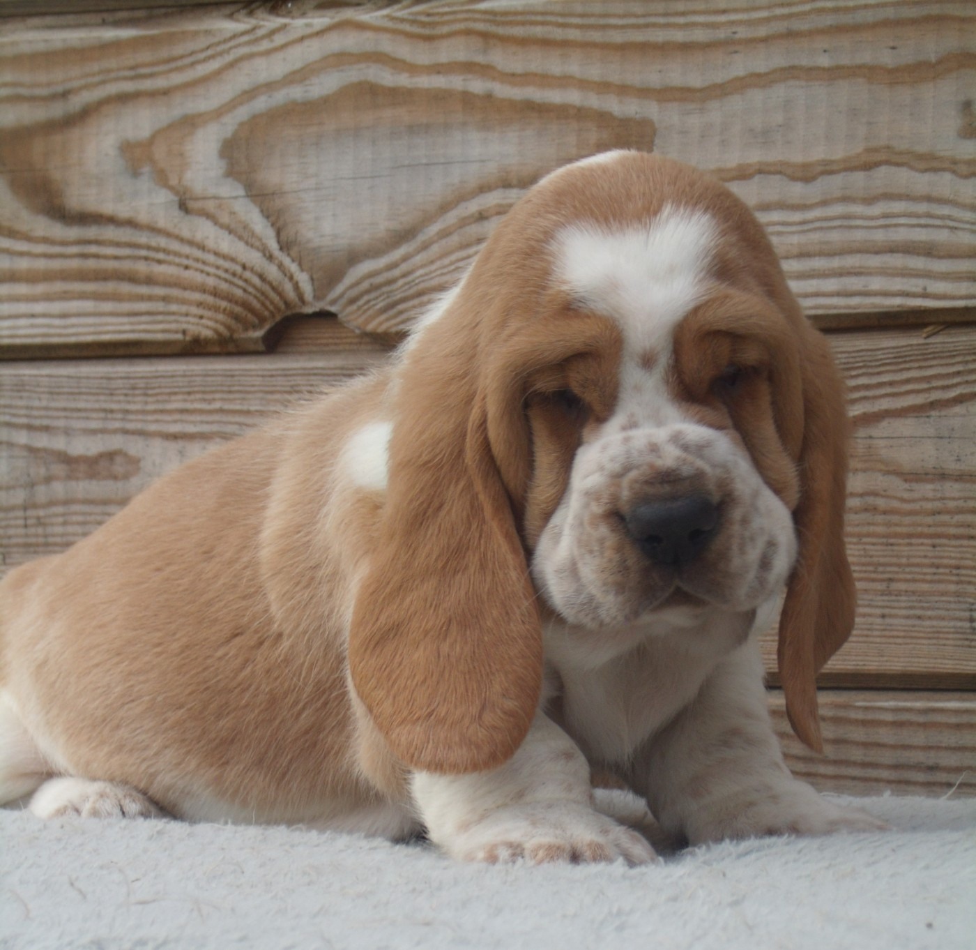 Du Domaine Du Bois Dore - Chiots disponibles - Basset Hound