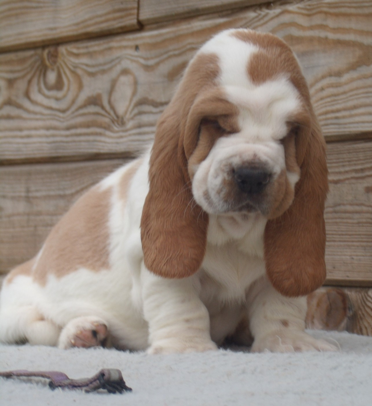 Du Domaine Du Bois Dore - Chiots disponibles - Basset Hound