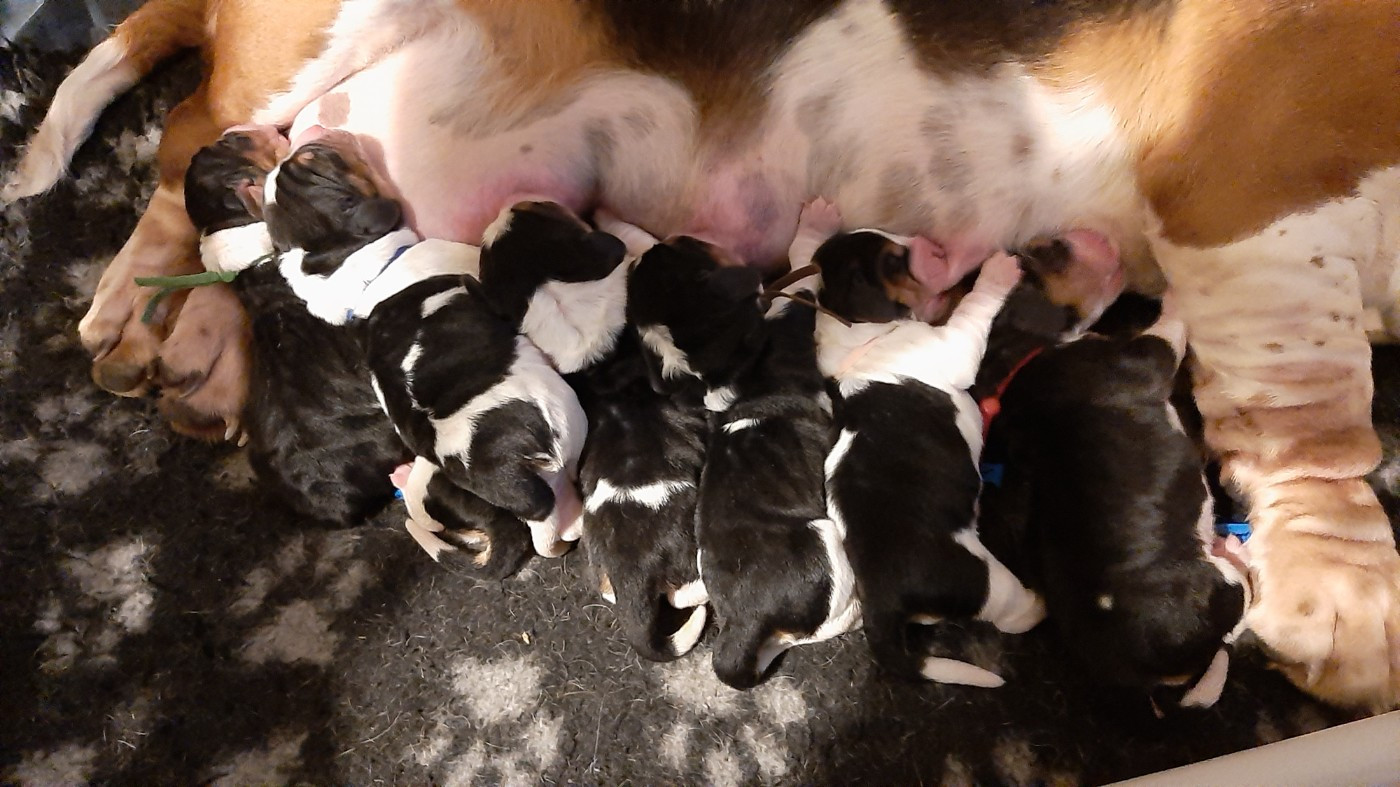 Chiot Basset Hound Du Domaine Du Bois Dore