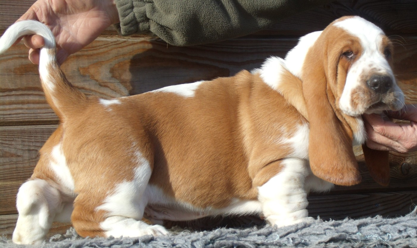 Du Domaine Du Bois Dore - Basset Hound - Portée née le 12/11/2025