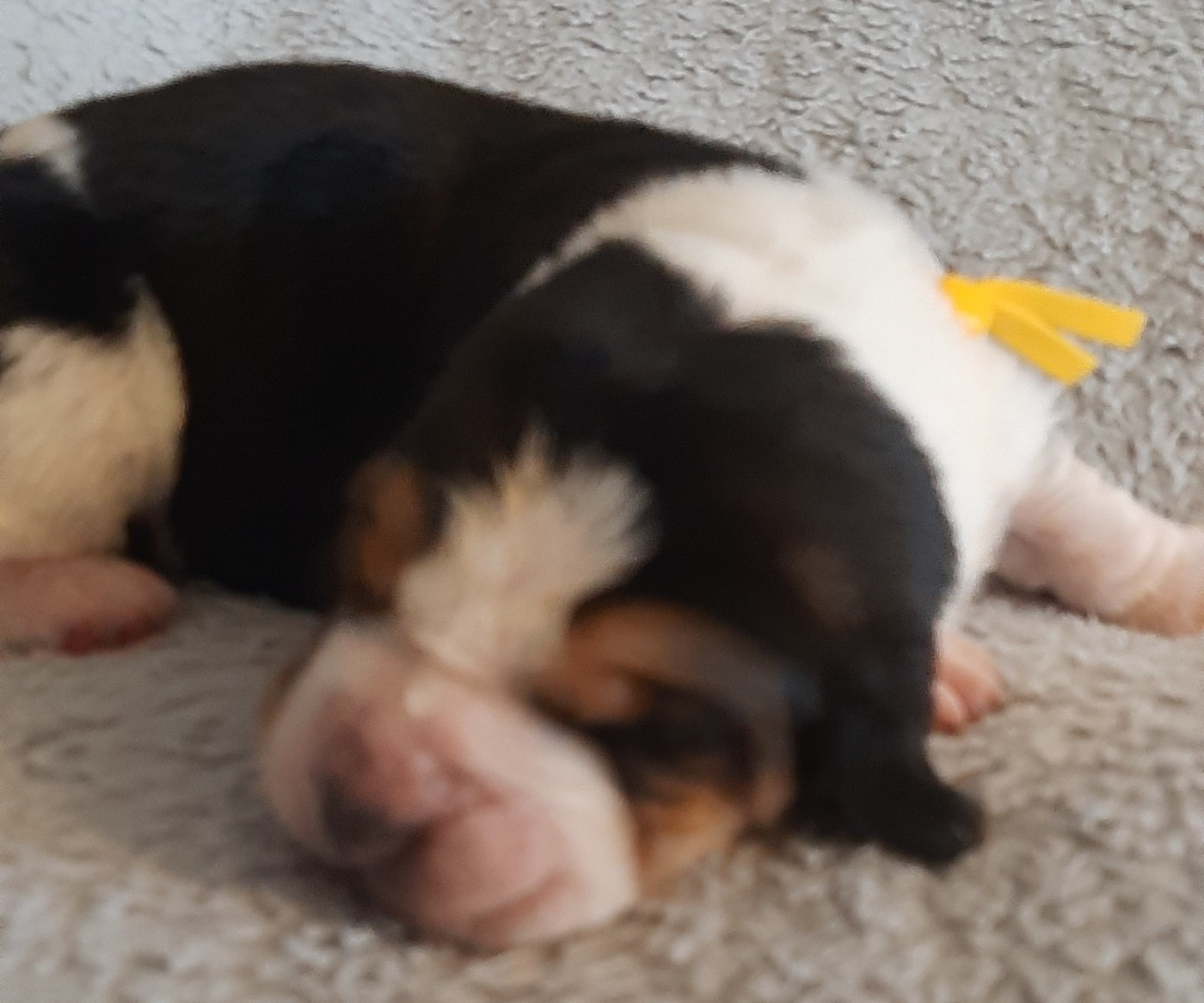 Du Domaine Du Bois Dore - Chiots disponibles - Basset Hound