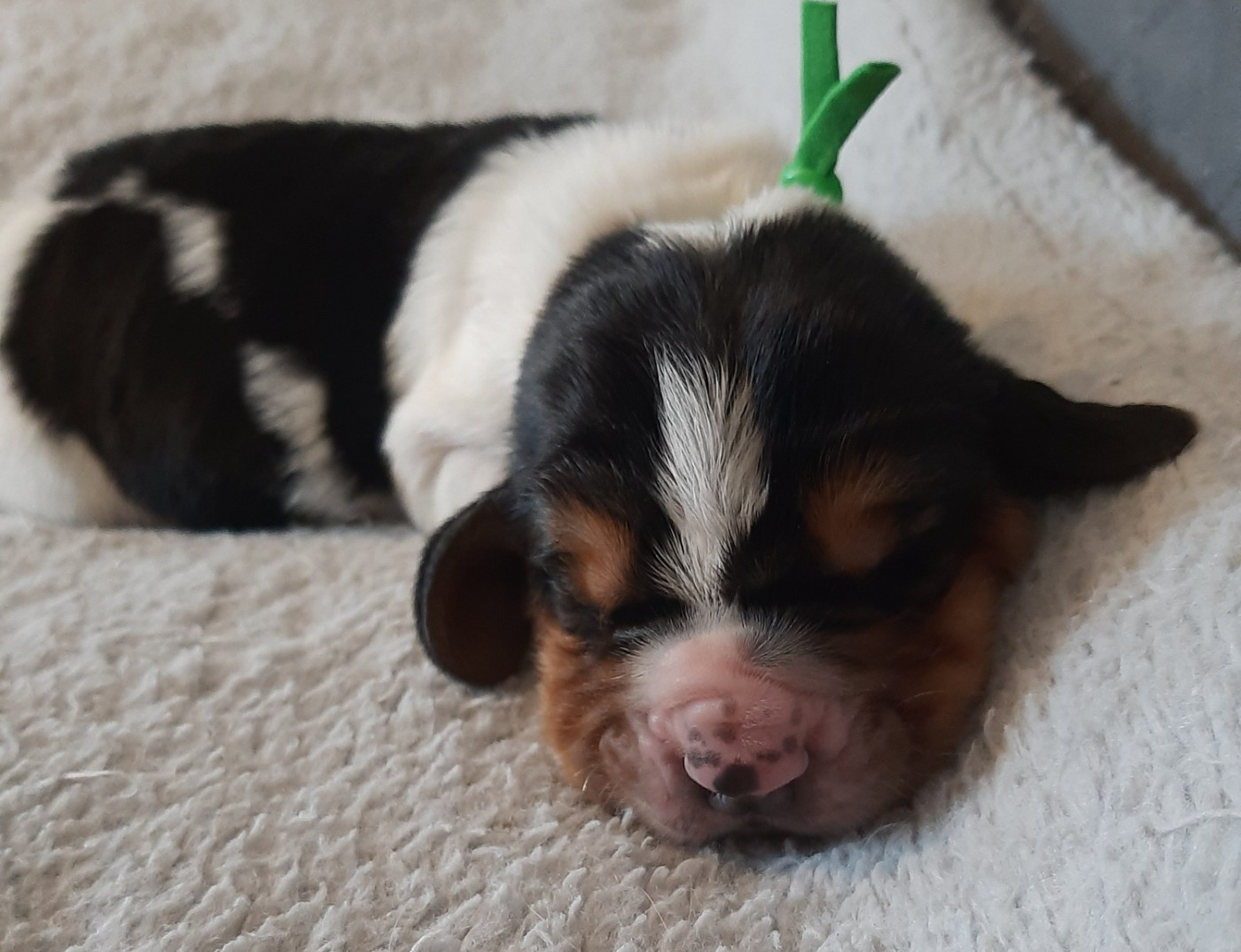 Du Domaine Du Bois Dore - Chiots disponibles - Basset Hound