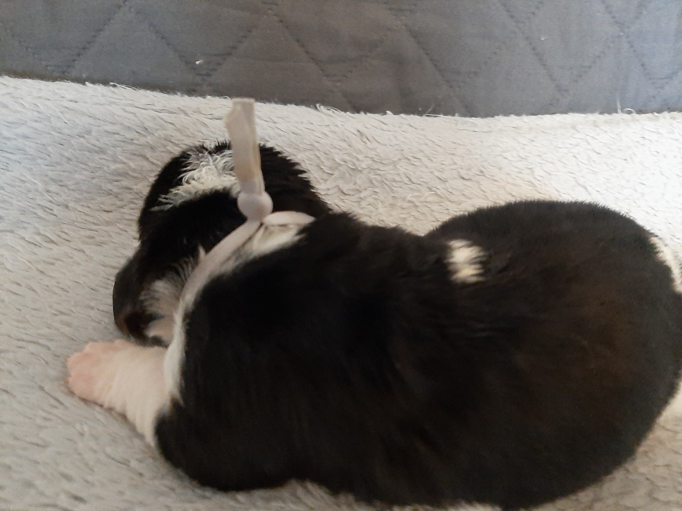 Du Domaine Du Bois Dore - Chiots disponibles - Basset Hound