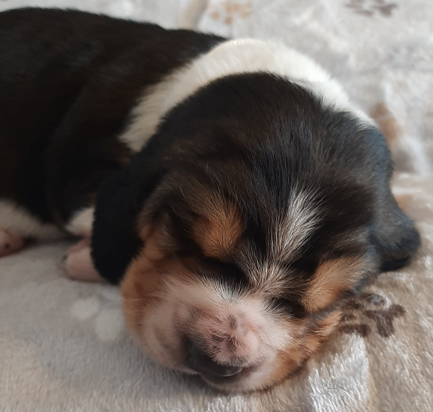 Du Domaine Du Bois Dore - Chiots disponibles - Basset Hound