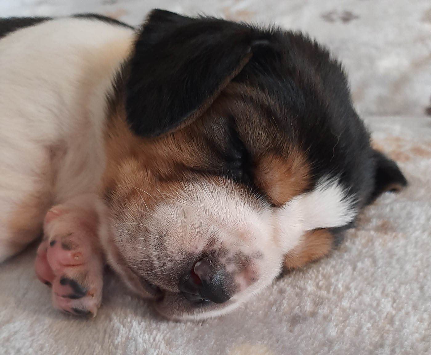 Du Domaine Du Bois Dore - Chiots disponibles - Basset Hound