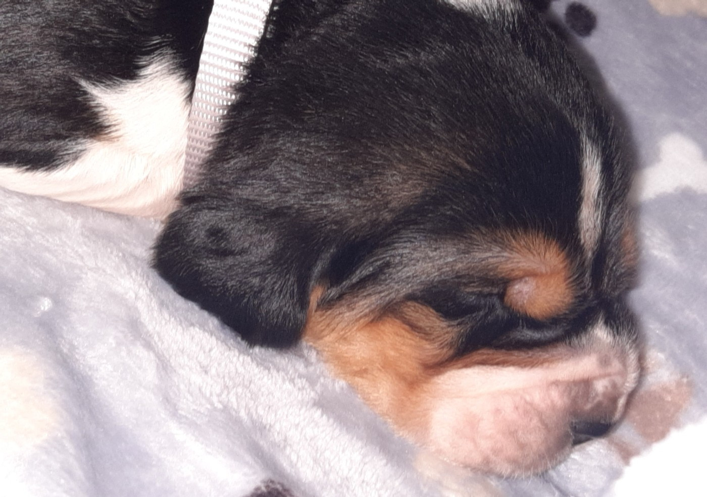 Du Domaine Du Bois Dore - Chiots disponibles - Basset Hound