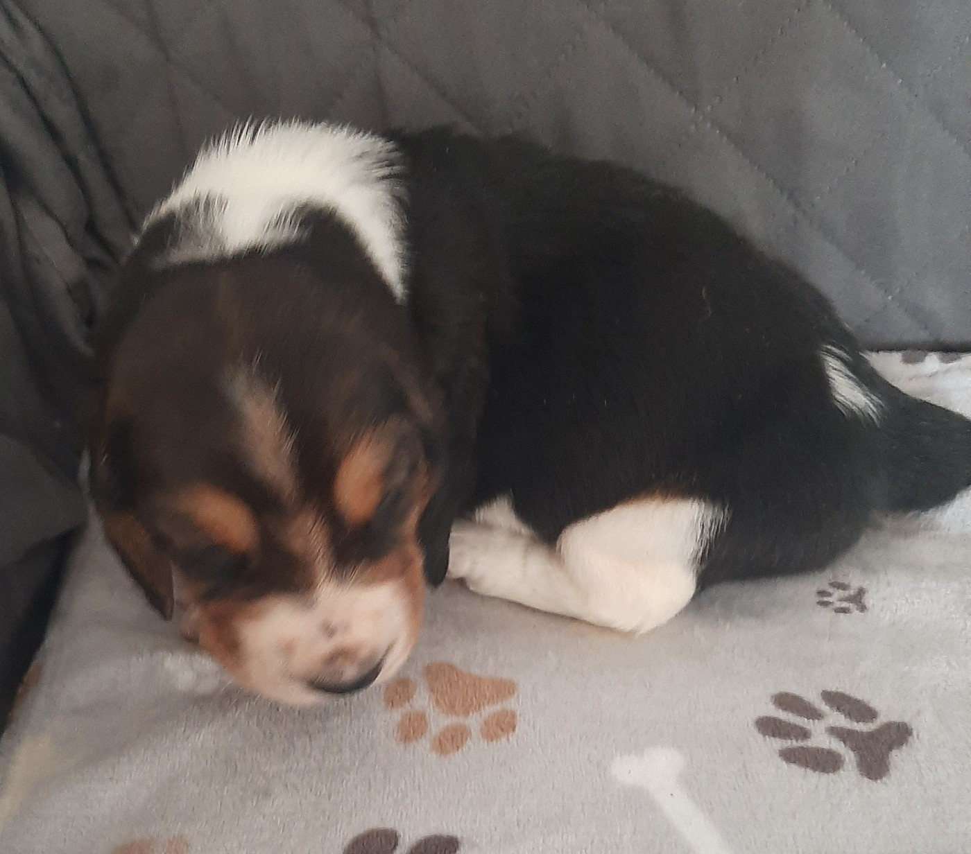 Du Domaine Du Bois Dore - Chiots disponibles - Basset Hound