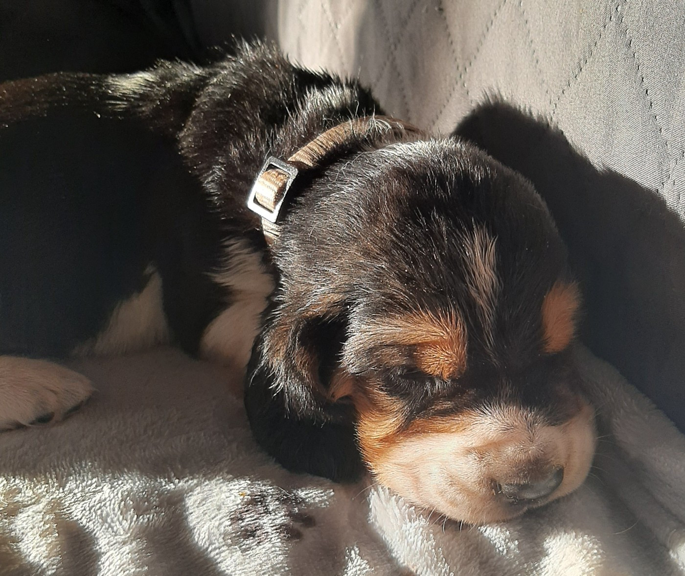 Du Domaine Du Bois Dore - Chiots disponibles - Basset Hound