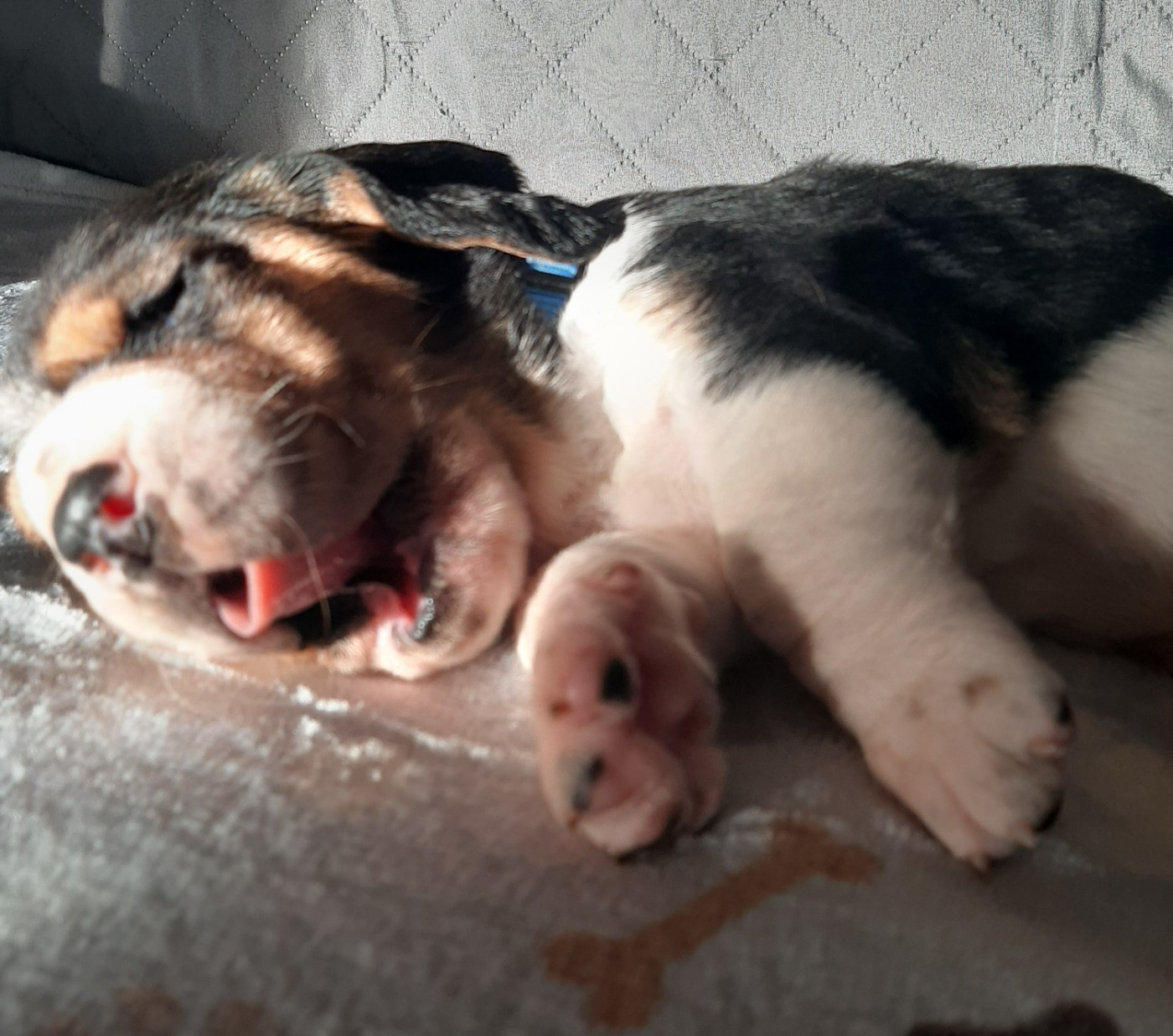 Du Domaine Du Bois Dore - Chiots disponibles - Basset Hound