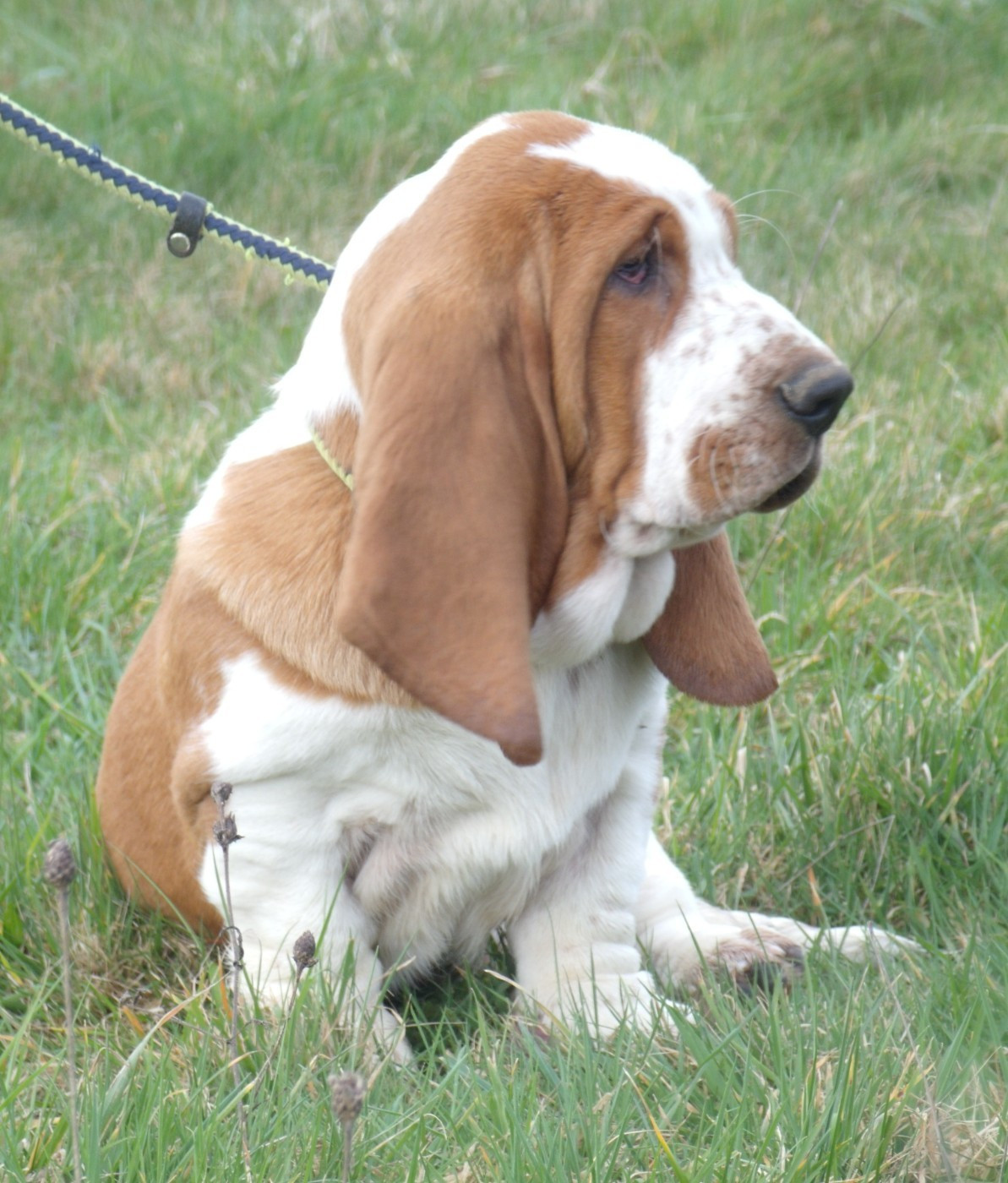 Du Domaine Du Bois Dore - Basset Hound - Portée née le 12/11/2025