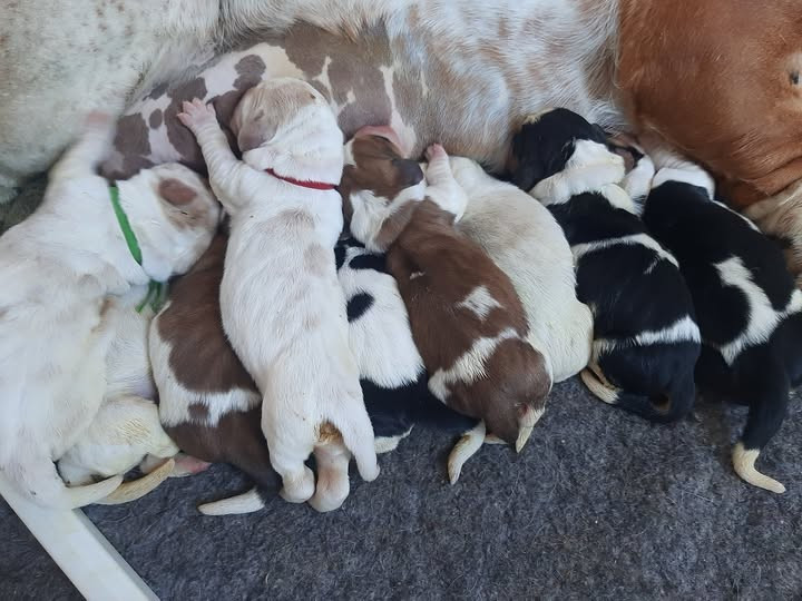 Chiot Basset Hound Du Domaine Du Bois Dore