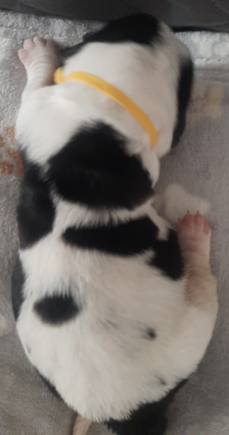 Du Domaine Du Bois Dore - Chiots disponibles - Basset Hound
