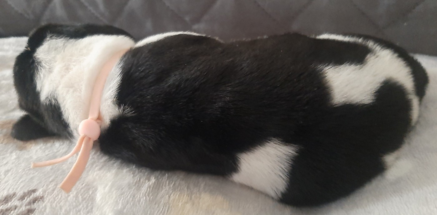 Du Domaine Du Bois Dore - Chiots disponibles - Basset Hound