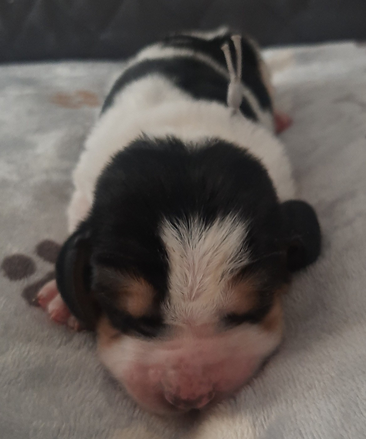 Du Domaine Du Bois Dore - Chiots disponibles - Basset Hound