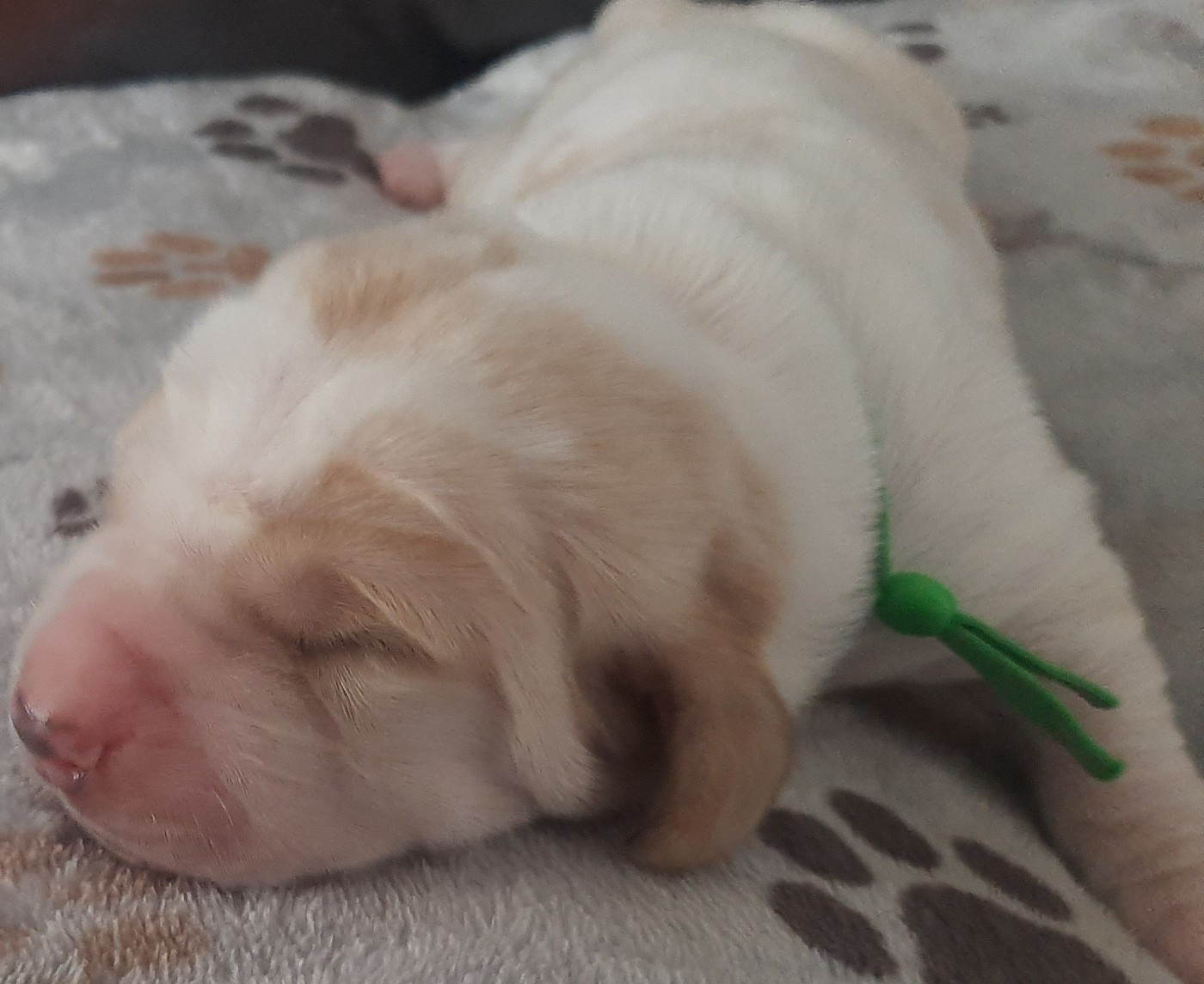 Du Domaine Du Bois Dore - Chiots disponibles - Basset Hound