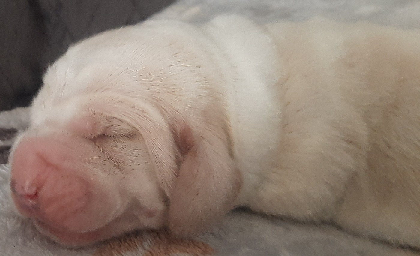 Du Domaine Du Bois Dore - Chiots disponibles - Basset Hound