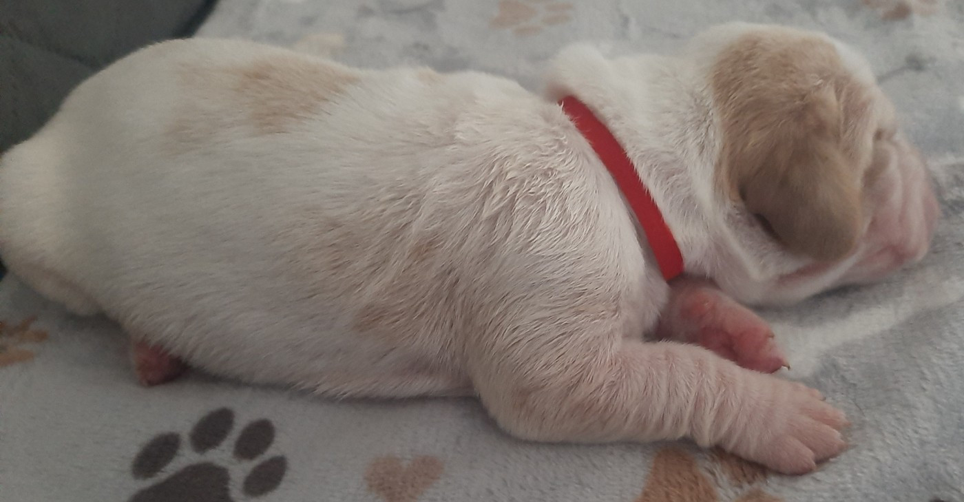 Du Domaine Du Bois Dore - Chiots disponibles - Basset Hound