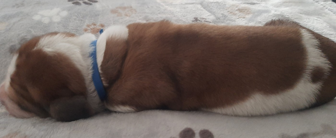 Du Domaine Du Bois Dore - Chiots disponibles - Basset Hound