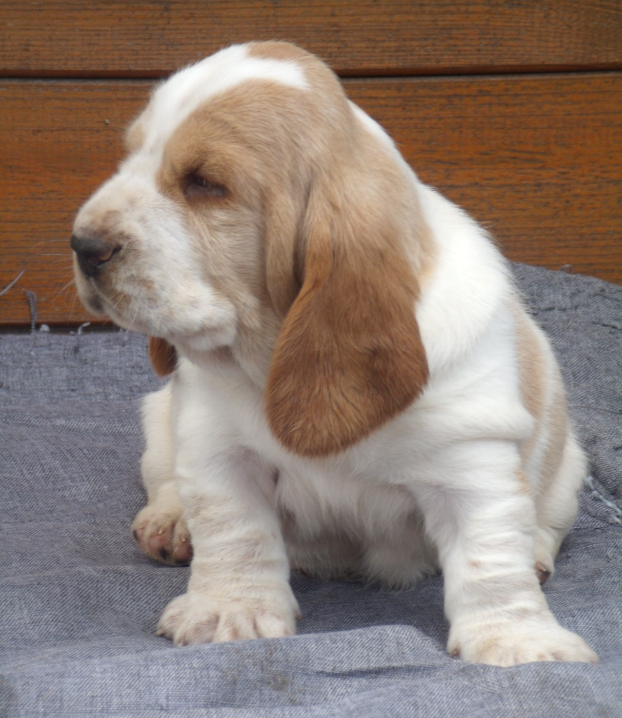Du Domaine Du Bois Dore - Chiots disponibles - Basset Hound