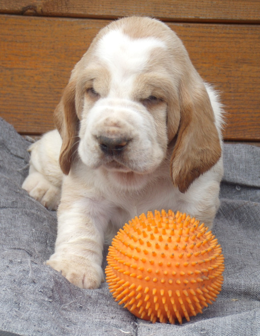 Du Domaine Du Bois Dore - Chiots disponibles - Basset Hound