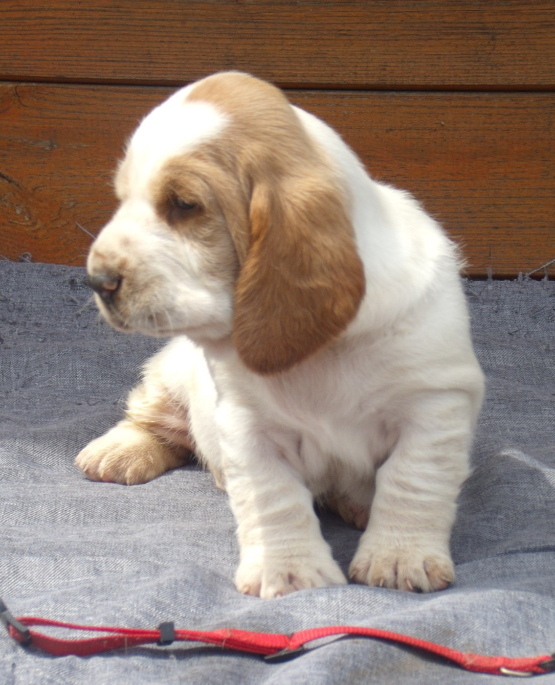 Du Domaine Du Bois Dore - Chiots disponibles - Basset Hound
