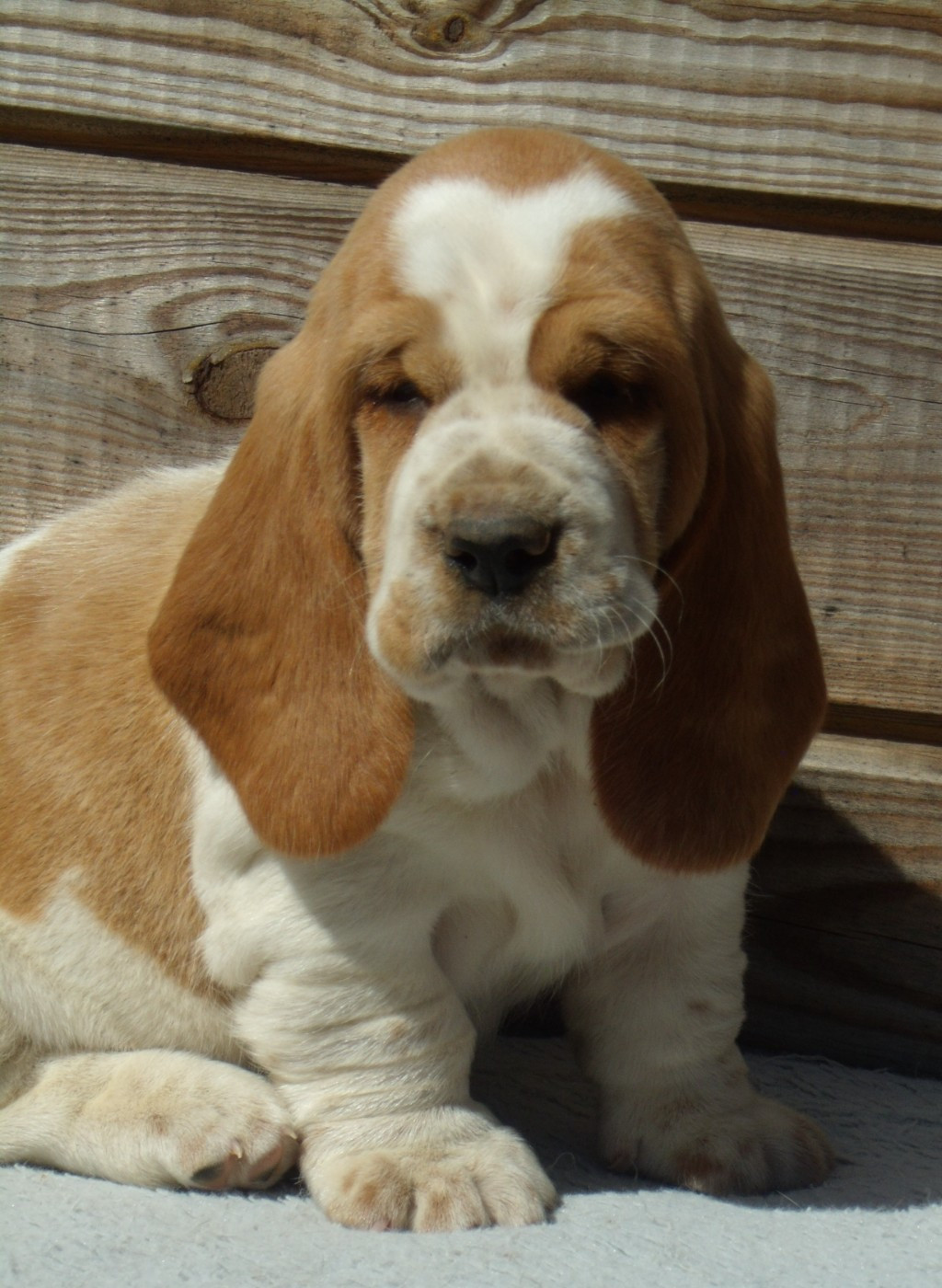 Du Domaine Du Bois Dore - Chiots disponibles - Basset Hound