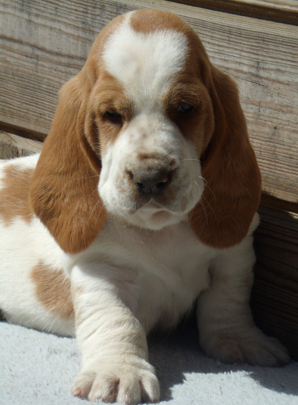 Du Domaine Du Bois Dore - Chiots disponibles - Basset Hound