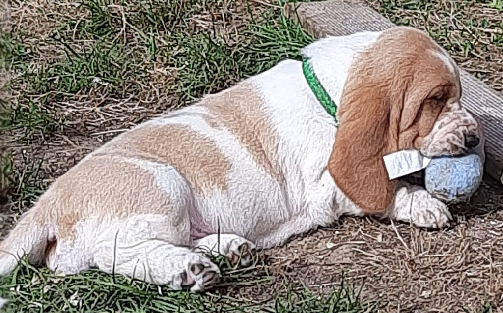 Du Domaine Du Bois Dore - Chiots disponibles - Basset Hound
