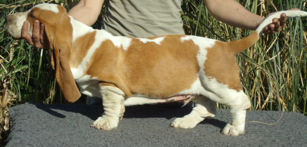 Chiot Basset Hound Du Domaine Du Bois Dore