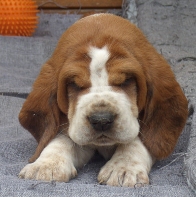 B'RUBEN