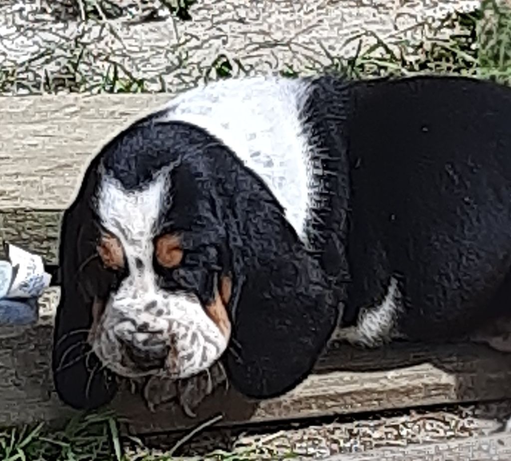 Du Domaine Du Bois Dore - Chiots disponibles - Basset Hound