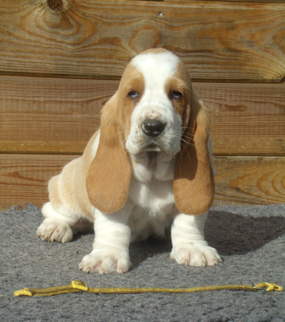 Du Domaine Du Bois Dore - Chiots disponibles - Basset Hound