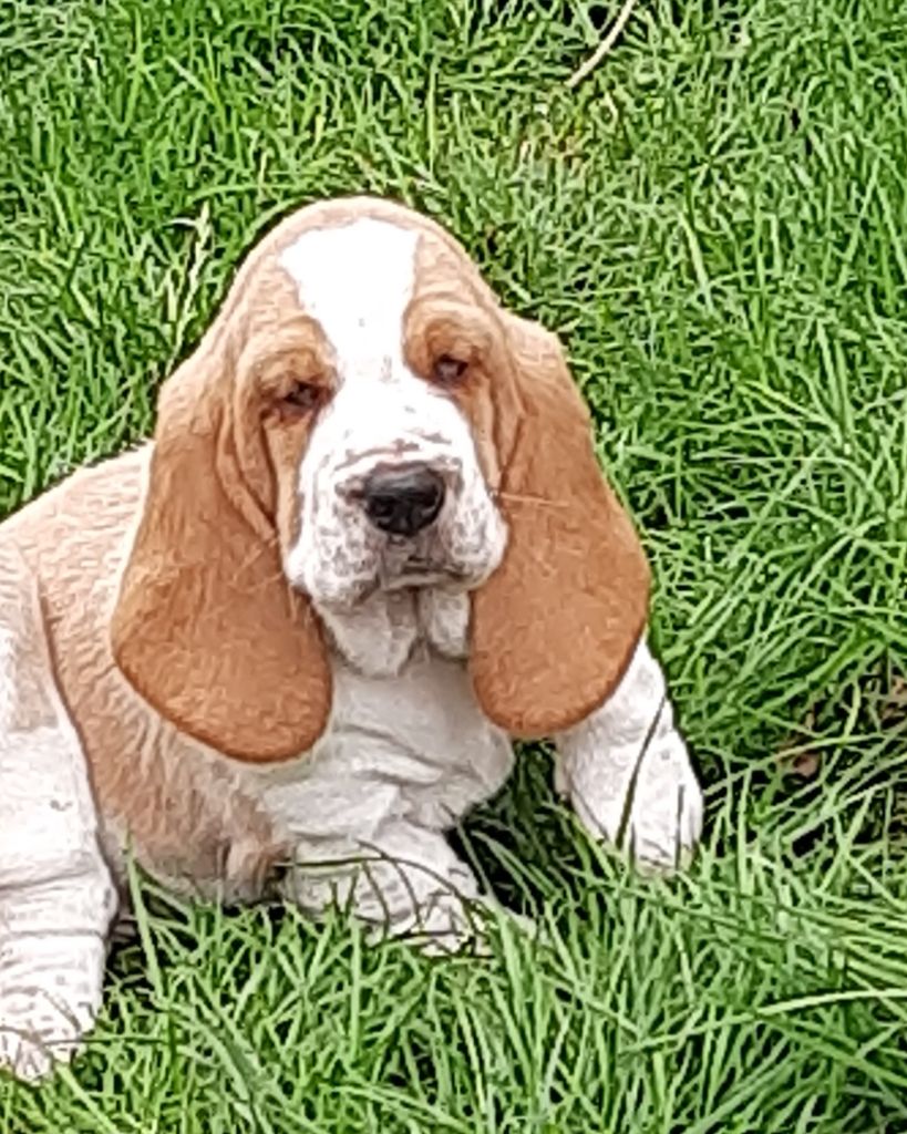 Du Domaine Du Bois Dore - Chiots disponibles - Basset Hound