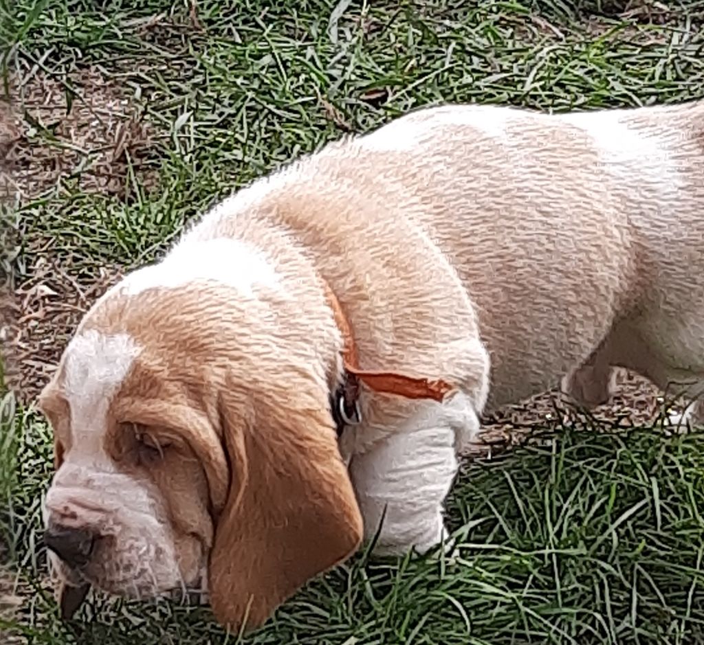 Du Domaine Du Bois Dore - Chiots disponibles - Basset Hound